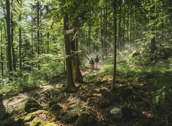 Virgin forests at your fingertips