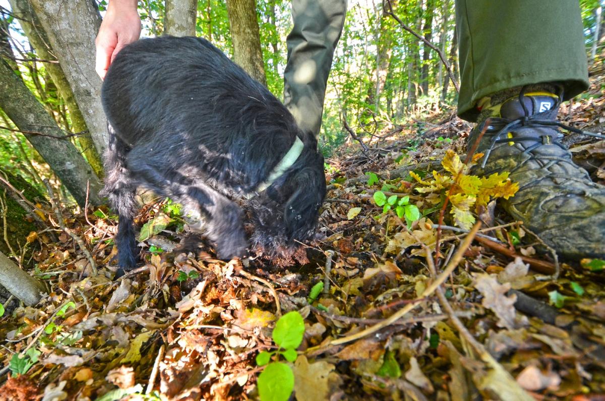 Truffle hunting Istria Croatia